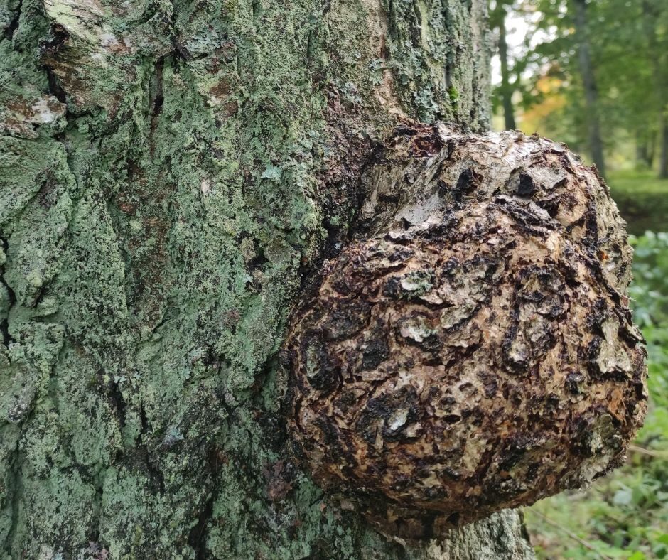 foto Sabīne Linde