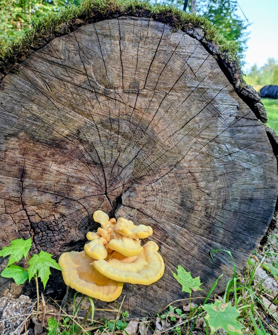 foto Sabīne Linde