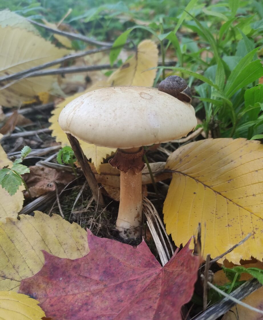 foto Sabīne Linde