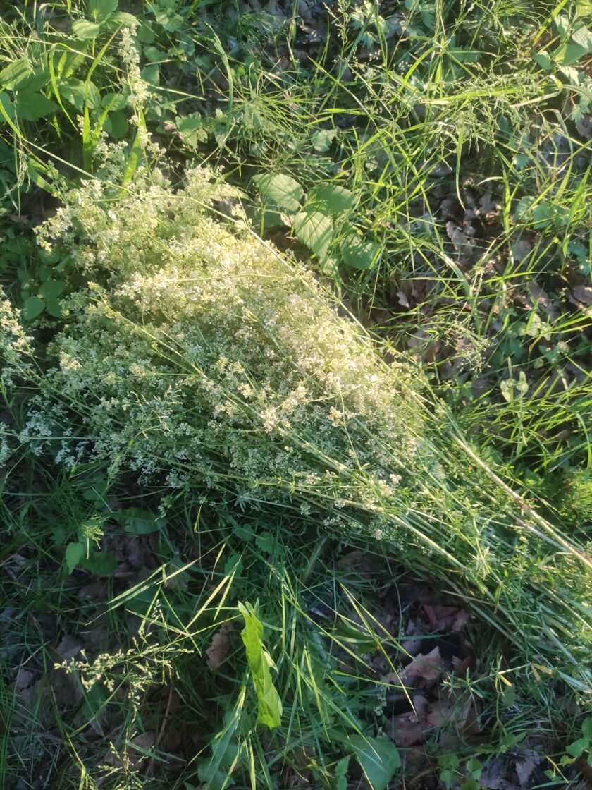 foto Sabīne Linde